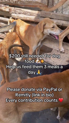 Please donate via PayPal or Remitly (link in bio)Every contribution counts ❤️