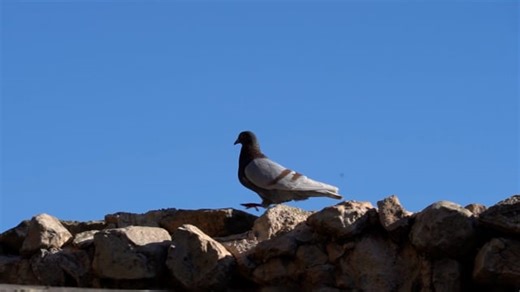 Pigeon, Bird, To Walk. Free Stock Video