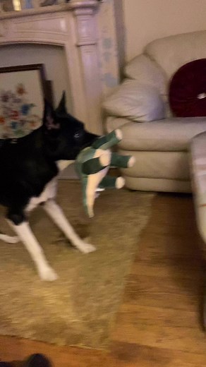 298 reactions · 17 shares | Barney meets T-Rex part1#jurrasicpark | Stephen Kelleher | Facebook