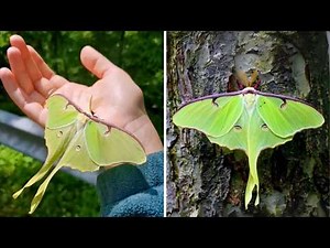 Luna Moth 🦋 The Most BREATHTAKING Moth?