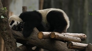An adorable giant panda cub, looking exhausted after a day of playing, was recently filmed finding the perfect spot to catch a nap as it climbed up to the top of a perch to lay down. #HiPanda #ChinainLens For more: https://english.cctv.com/ | CCTV