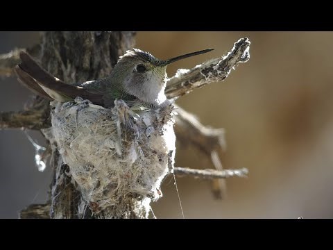Female Hummingbirds of Los Angeles | Bird Identification Guide