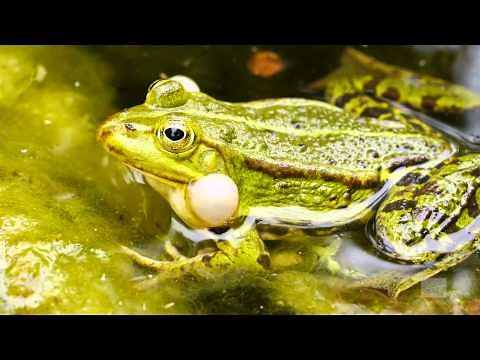 Quakender Wasserfrosch, Teichfrosch, Grünfrosch - Rana esculenta Frog