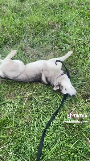 Rubithehusky on TikTok