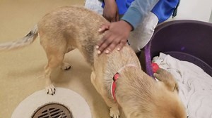 6.9K views · 304 reactions | UPDATE: Lola has been adopted! Thank you...