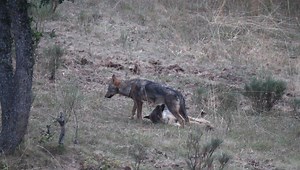 23K views · 52 reactions | Young wolves on late September explore...