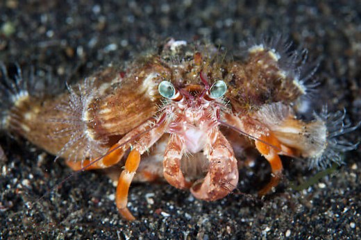 Protocooperação: definição, exemplos e exercício  - Brasil Escola