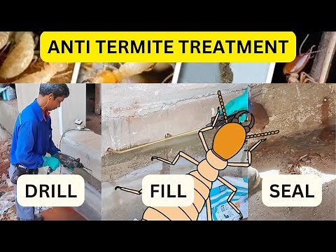 Anti Termite Treatment: Everything You Need to Know