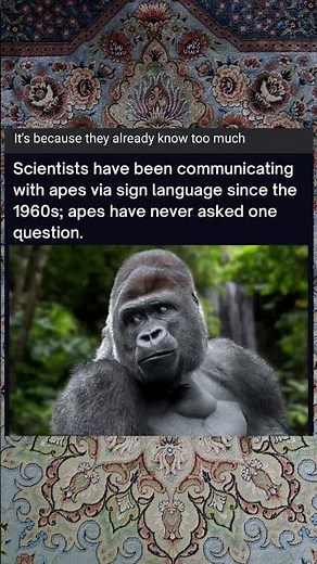 Scientists have been communicating with apes via sign language since the 1960s