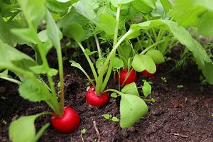 Calendrier du potager : voici les légumes à planter en août pour en profiter tout l'hiver