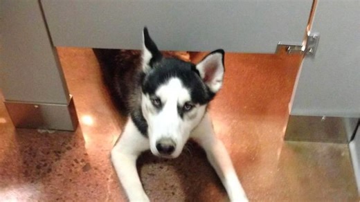 Dog’s hilarious take on personal space issues