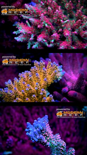 2K views · 18 reactions | Balance begins with biology. 溺視 Modern Reef Bio — designed to sustain beneficial bacteria for a healthier, more stable reef. #modernreef #coralreeftank #saltwateraquarium #reeftank #nanoree | Xodis | Facebook
