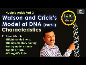 Watson and Crick's Model of DNA: (Part-I) Characteristics