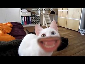 Śmieszne koty [1] ☺☻☻☺