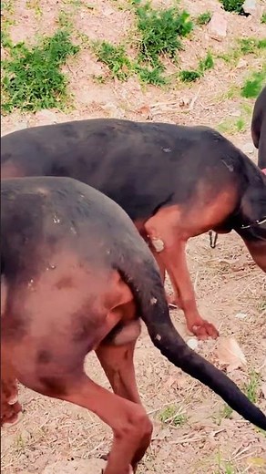 Paws and Connection 6