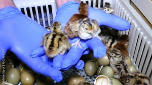 Pheasant chicks in farm hatchery. Baby pheasant in incubator, close up chicks hatched from an eggs, after breeding they are released into the wild. Workers move them into boxes