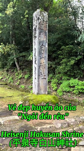 #CapCut #平泉寺白山神社 #自然観光名所 #北陸観光スポット #dulichnhatban🇯🇵 #dulichjapan #Japantravel #fukuitravel