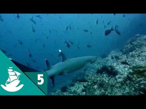 The Dominion of the white death - Now in High Quality! (Part 5/5)