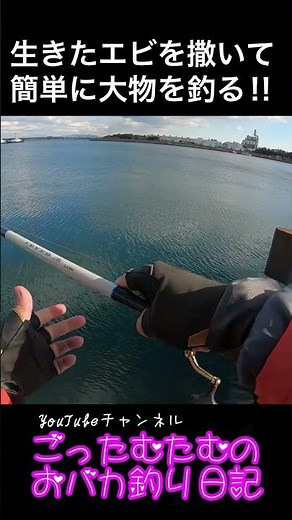 【数で勝負】大量の生きたエビを撒いて簡単に大物を釣る‼︎【エビ撒き釣り】