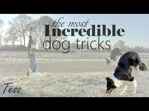 The most INCREDIBLE DOG TRICKS of 2017 - Amazing Border Collie