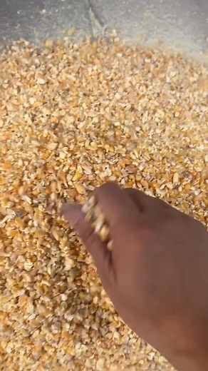 Corn chopper #corncutter #feedprocessing #sheepfarming | New Tecnology