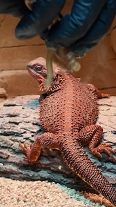 🔊 on - #beardeddragon #beardeddragons #beardeddragonsofintstagram #beardeddragonsofig #beardeddragonlove #beardeddragonlife #dragon #reptile #pokemon #reptilereels #reel #howto #Reptiles #ReptileLove #ReptileLife #ReptileCommunity #Herpetology #LizardLife #Terrarium #HerpNation #ReptileEnthusiast #ReptileCare #ReptilePhotography #PetReptiles #ReptileAdventures #ReptileWorld | Reptilian Kingdom