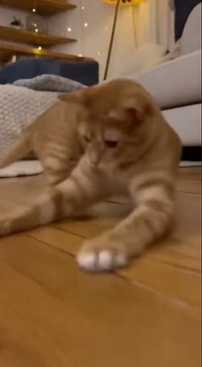 Cat vs. Cockroach: Hilarious and Tense Chase Moments