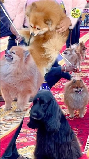 Pomeranian + English Cocker Spaniel = Pure Happiness!!🐶🐶