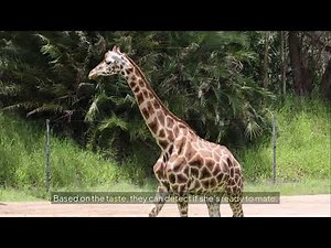 20 Weird Animal Behaviors (Explained!)