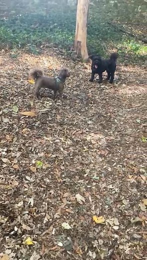 Kevin and Teddles | Solent Walks 4 Paws Pet Solutions