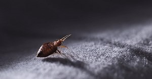 Bed Bugs Treatment: 7 Ways to Deal with a Bed Bug Infestation