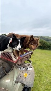How Do Sheepdogs Work? 🧐 | Do You Know Everything Yet?