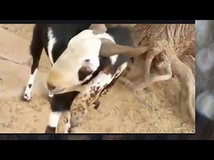 Top 10 Funny & Amazing Goats 🐐 | Viral Goat Videos Compilation 2025