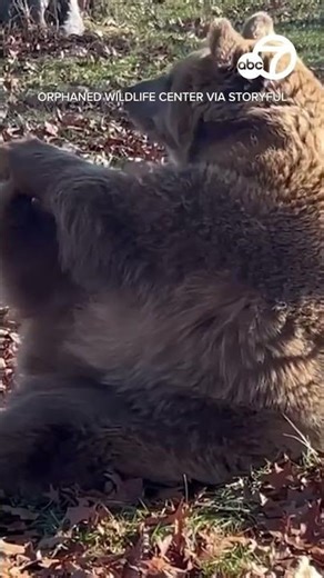 Bear enjoys morning stretch at NY wildlife sanctuary