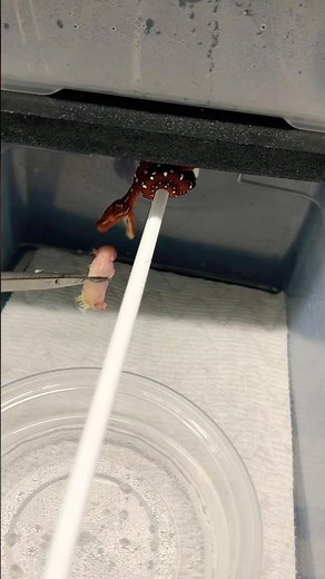 The Trap’s baby Green Tree Pythons are all eating great over here. 🤓🐍❤️