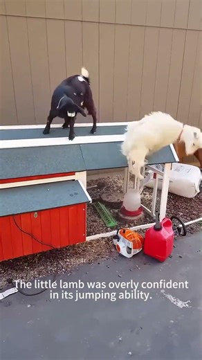 Wait for the plot twist...#shorts #funnyhorse #horsememes #2026 #derp