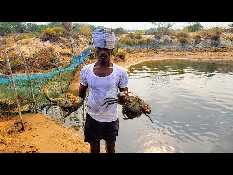 MUD CRAB FARMING