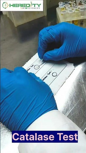 Catalase Test #microbiology