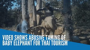 Footage of a distressed baby elephant jabbed by bullhooks at a Thai camp to tame it before joining the tourist industry has been released by conservationists in an appeal to end the practice. | INQUIRER.net