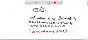 SOLVED:Myelination increases the velocity of action potential… | Numerade