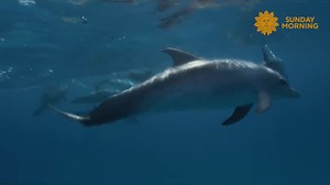 On this Thursday evening, we take you among some spotted dolphins in the blue waters off the Bahamas. Videographer: Mauricio Handler. | CBS Sunday Morning