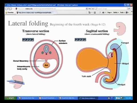 Embryology - Vertebrate body plan