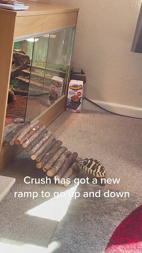 Herman’s tortoise #tortoise #hermann