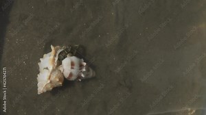 Hermit crab swapping shell, interesting behaviour it moves to a bigger one