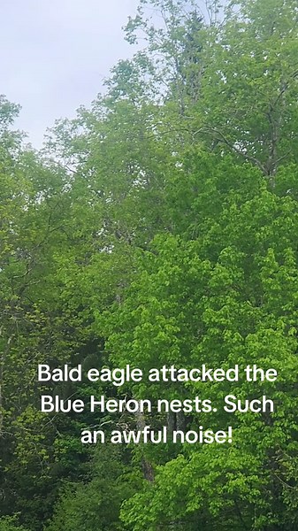 Bald Eagle Attacks Blue Heron Nests