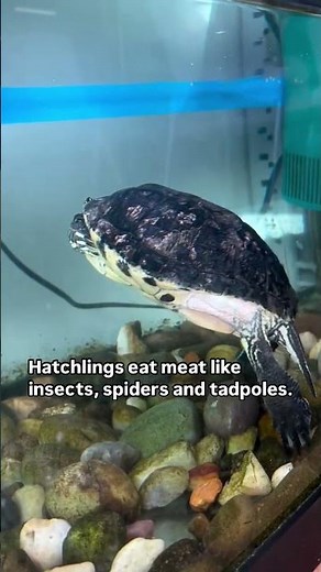 Random Facts: Yellow-Bellied Slider