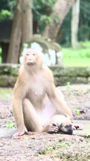 1M views · 3K reactions | Baby Dog Scared Monkey Lock and Hold run escaped #Reels #MonkeyHoldDog #DogCry | Lovely Monkey | Facebook
