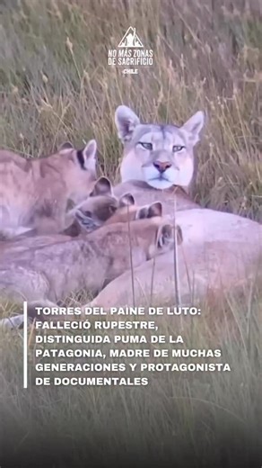 Sin lugar a dudas una Puma que causó gran impacto en todas las personas que amamos la Naturaleza. Se nos fue Rupestre 🥺 una de las Pumas mas distinguidas y fotografiadas de las Torres del Paine. Protagonista de documentales y madre de muchas generaciones de cachorros de Puma en la Patagonia. Rupestre siempre causó gran sensación en los fotógrafos y visitantes de las Torres del Paine, no solo por su natural majestuosidad, también por su tremenda resiliencia y fuerza como madre de muchos Pumas a 