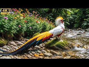 Top 100 Bird Sounds from Nature 🕊️ Relaxing & Healing Natural Birdsong | 4K ASMR