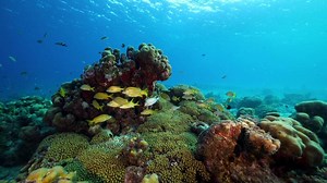 Download Under the Sea, Seascape with fish, coral, and sponge for free